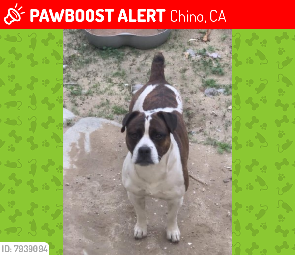Lost Female Dog last seen Central & Walnut / Ramona & Walnut CHINO CA , Chino, CA 91710