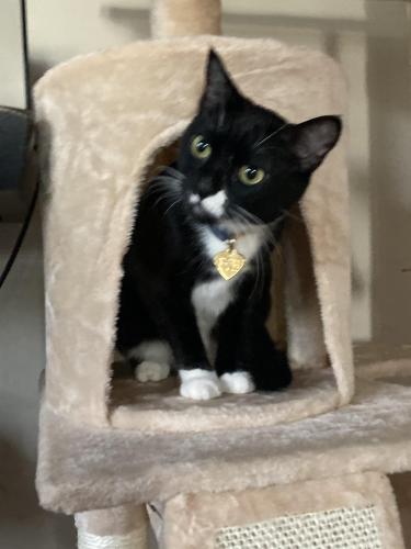 Lost Female Cat last seen High street and monticello , Oakland, CA 94619