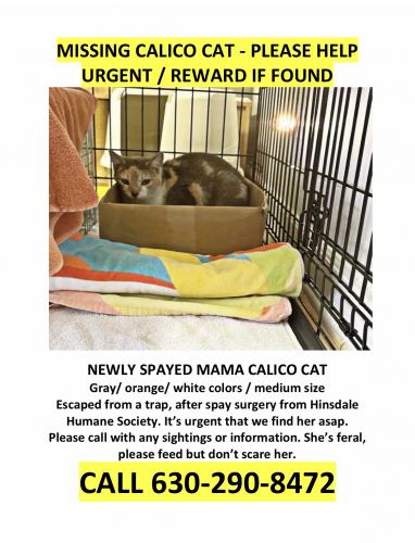 Lost Female Cat last seen Hinsdale Humane Society - Outdoor, Hinsdale, IL 60521