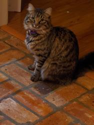 Lost Male Cat last seen Blackstone Drive, Semmes, AL 36575