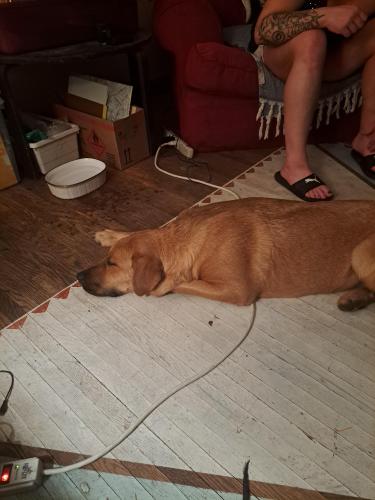 Found/Stray Female Dog last seen Ni Pub, Calgary, AB T2E