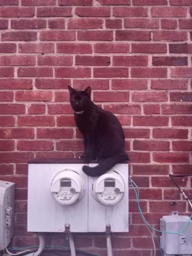 Lost Male Cat last seen Cornwall and dummanway, Dundalk, MD 21222