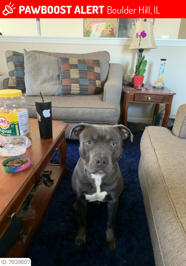 Lost Male Dog last seen US ROUTE 30, Boulder Hill, IL 60538