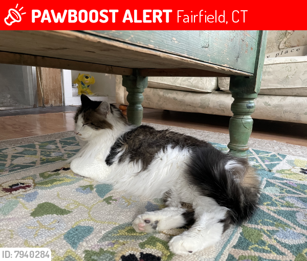 Lost Male Cat last seen Beach area of Fairfield , Fairfield, CT 06824