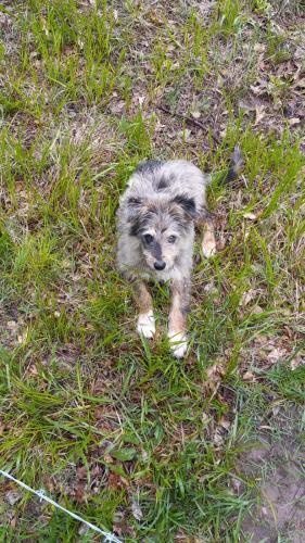 Lost Male Dog last seen Just outside of Hatch New Mexico , Hatch, NM 87937
