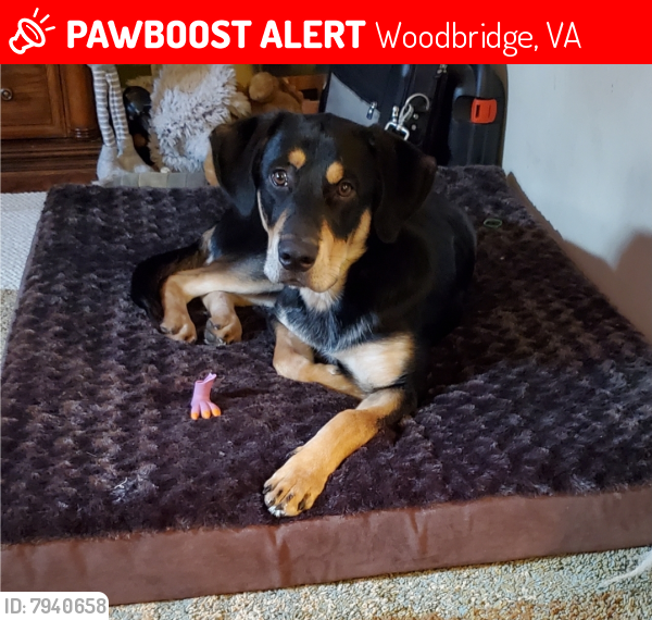 Deceased Male Dog last seen Rippon Landing and Rt1, Woodbridge, VA 22191