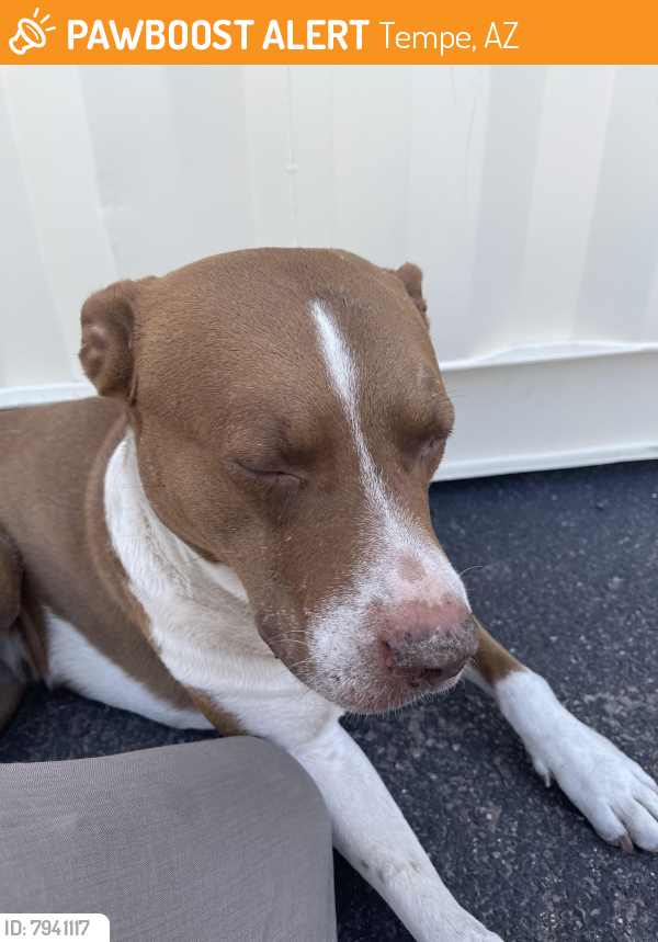 Found/Stray Male Dog last seen 14th St and Priest, Vitalant parking lot, Tempe, AZ 85281