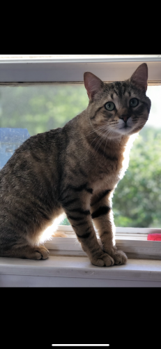 Lost Male Cat last seen Near stop and shop gas on east main street, Cheshire, CT 06410