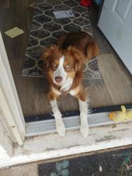 Reunited Male Dog last seen 8th and Gilbert, Mesa, AZ 85204