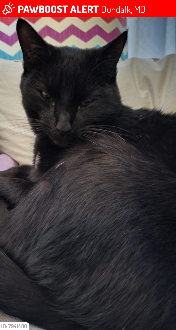 Lost Male Cat last seen YOUNGSTOWN AVE Balt. MD 21222, Dundalk, MD 21222