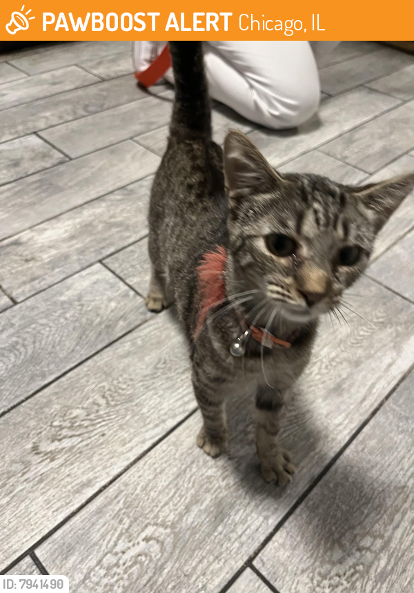 Found/Stray Female Cat last seen Division and avers, Chicago, IL 60651