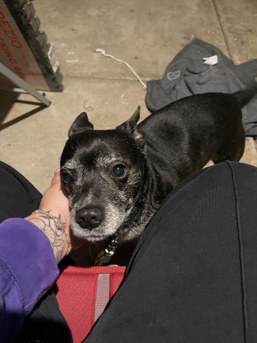 Found/Stray Male Dog last seen Larkin ave & ingalls ave, Joliet, IL 60435