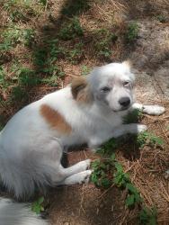 Lost Male Dog last seen Welsh Rd/TC Jones Rd Rockfish, Raeford area , Raeford, NC 28376