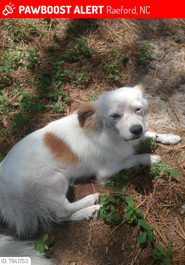 Lost Male Dog last seen Welsh Rd/TC Jones Rd Rockfish, Raeford area , Raeford, NC 28376