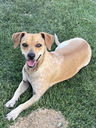 Found/Stray Female Dog last seen 20th St. & McDowell, near Children’s hosp , Phoenix, AZ 85006
