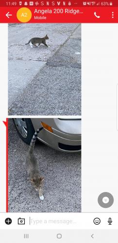 Found/Stray Male Cat last seen Alley behind 200 Ridge Ave, Evanston , Evanston, IL 60202