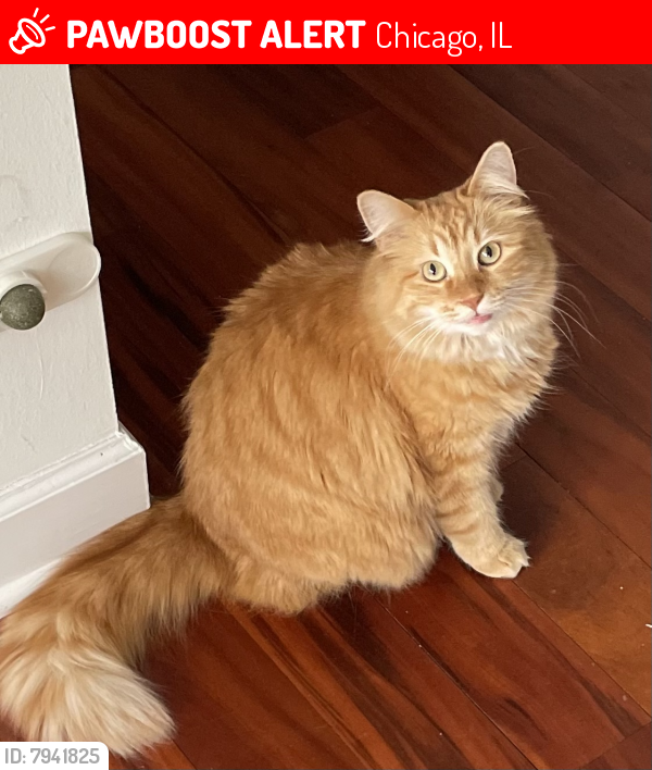 Lost Female Cat last seen Lawrence, Chicago, IL 60625