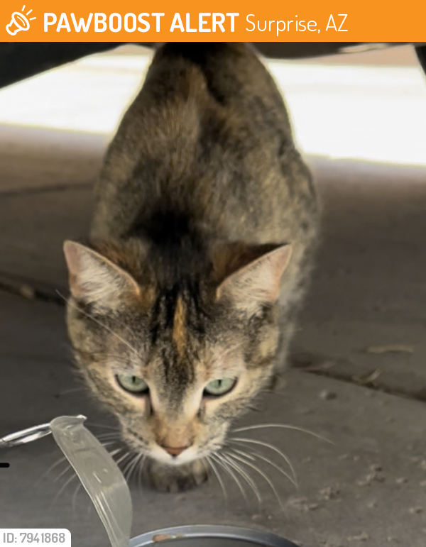 Found/Stray Female Cat last seen Crenshaw street, Surprise, AZ 85379