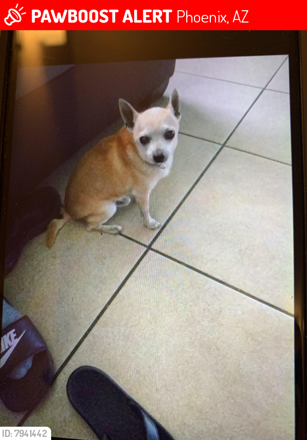 Lost Male Dog last seen Near Bethany  , Phoenix, AZ 85019