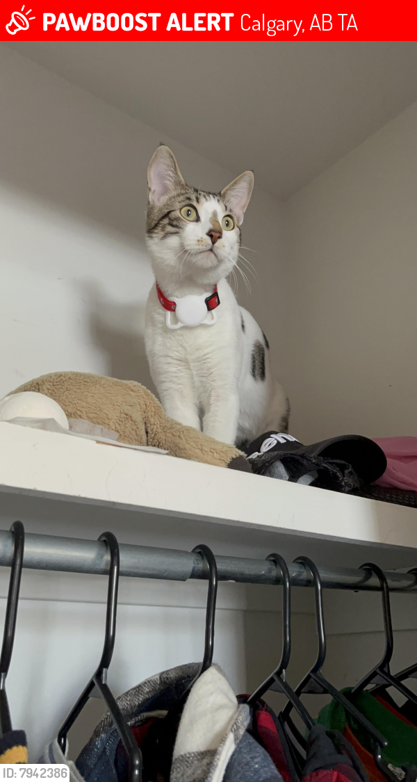 Lost Male Cat last seen Edgebrookpark NW, Calgary, AB T3A