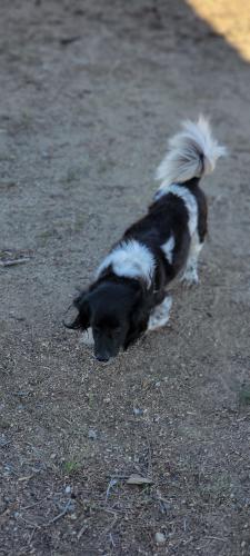 Lost Male Dog last seen Eucalyptus ave, Moreno Valley, CA 92555