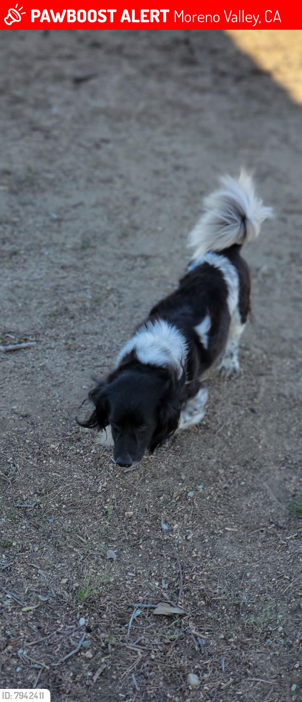 Lost Male Dog last seen Eucalyptus ave, Moreno Valley, CA 92555