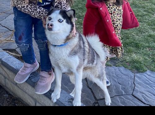 Lost Female Dog last seen First Ave and lambert, Victorville, CA 92395