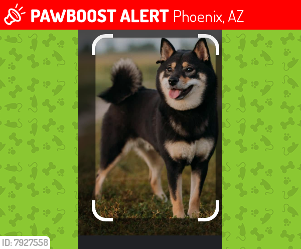 Lost Male Dog last seen Near th street and southern by park, Phoenix, AZ 85042