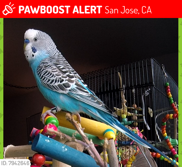 Lost Male Bird last seen Penitencia Creek Rd and Summerdale Dr. , San Jose, CA 95132