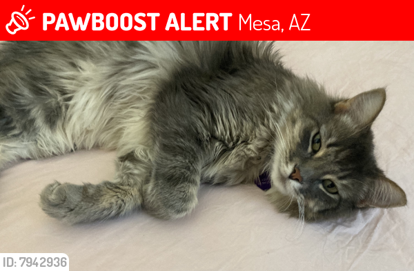 Lost Male Cat last seen Brown and Meridian , Mesa, AZ 85207