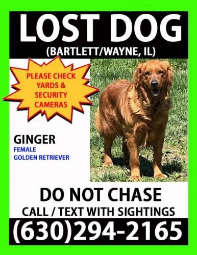 Lost Female Dog last seen Rte 59 & Army Trail Road, Bartlett, IL 60103