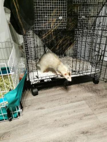 Lost Male Ferret last seen Savory Dr, Orlando, FL 32825