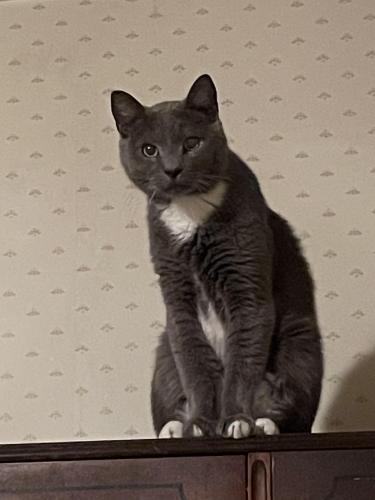 Lost Male Cat last seen Sabine, Conway, Price, Narberth, PA 19066