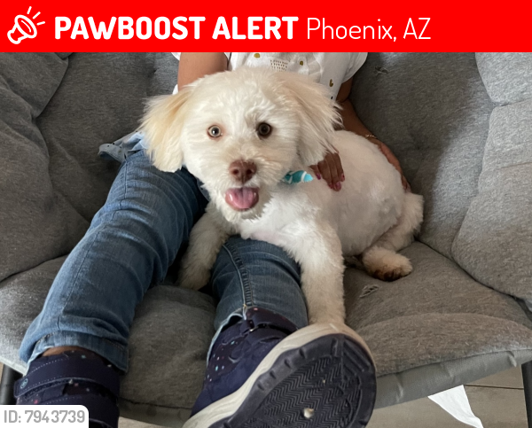 Lost Male Dog last seen Central and dobbins, Phoenix, AZ 85042