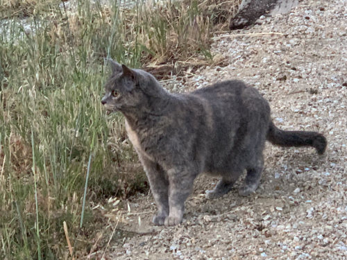 Lost Female Cat last seen Via Santa Teresa and Scenic Vista Drive, San Jose, CA 95120