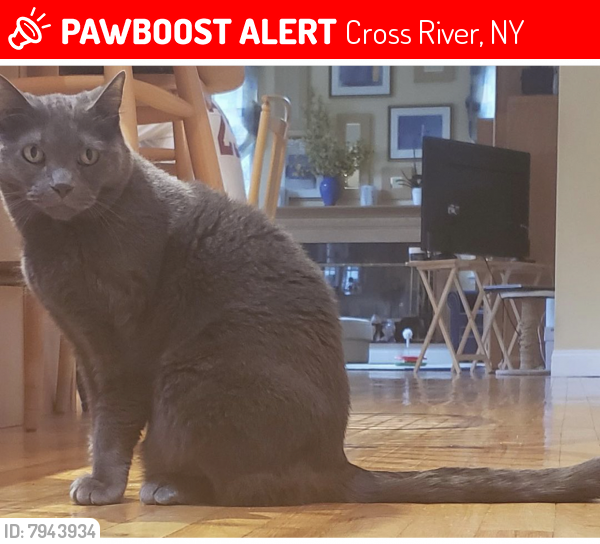 Lost Male Cat last seen Lambert Ridge Cross River NY, Cross River, NY 10518