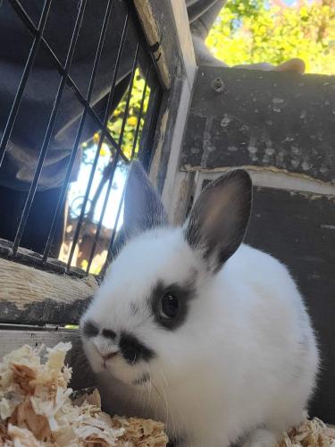 Lost Female Rabbit last seen Vegas and Orange, Castro Valley, CA 94546
