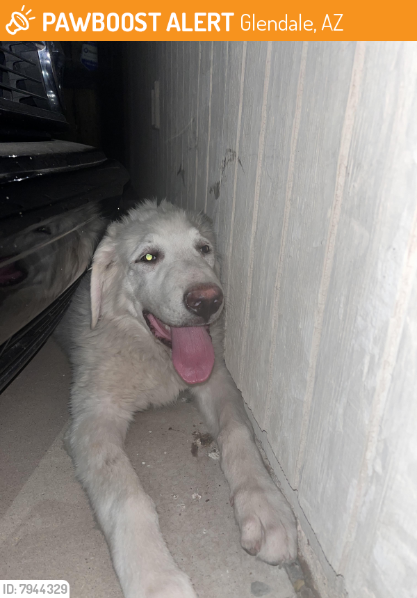 Rehomed Male Dog last seen 37th Ave and Westcott Dr, Glendale, AZ 85308