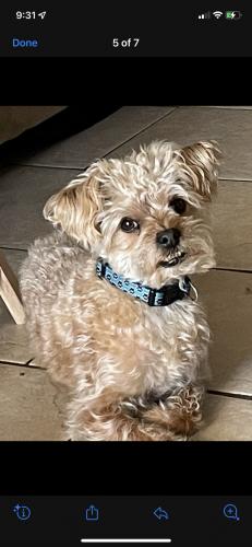 Lost Male Dog last seen 64th Ave & olive, Glendale, AZ 85302