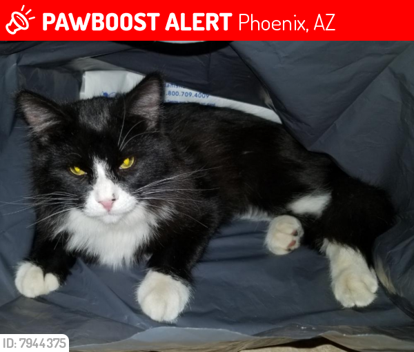 Lost Male Cat last seen Whyman/Watkins, Phoenix, AZ 85043