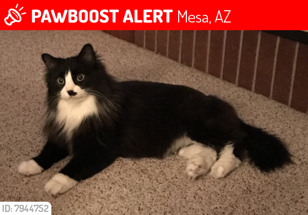 Lost Male Cat last seen E Main St and Val Vista, Mesa, AZ 85213
