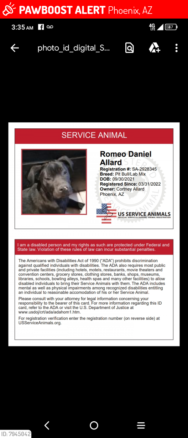 Lost Male Dog last seen Phoenix , Phoenix, AZ 85003