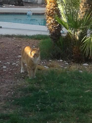 Lost Male Cat last seen 107ave and indain school, Avondale, AZ 85323