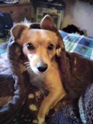 Lost Male Dog last seen Park and Alvord Between Drexel and Bilby, Tucson, AZ 85706