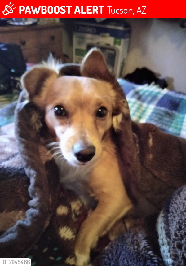 Lost Male Dog last seen Park and Alvord Between Drexel and Bilby, Tucson, AZ 85706