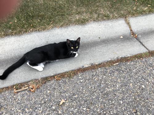 Lost Male Cat last seen Near citadel green, Calgary, AB T3G 4G5