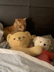 Reunited Male Cat last seen Scarlet oak ave west Melton, Harkness, VIC 3337