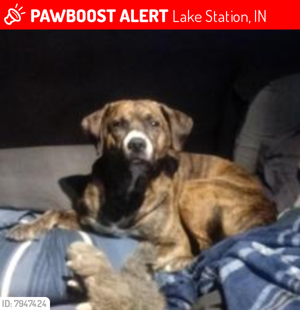 Lost Male Dog last seen E 36h Ave & Ridge Rd Lake Station, IN, Lake Station, IN 46405