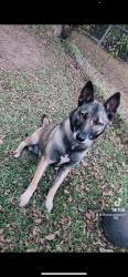 Reunited Female Dog last seen Pinemonte, Houston, TX 77090