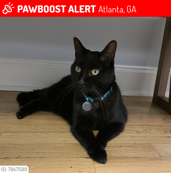 Lost Female Cat last seen E Paces Cir NE/Roxboro Rd, Atlanta, GA 30326